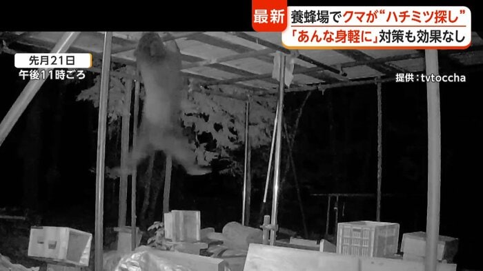 天井にしがみついて移動し、前脚2本でぶら下がった状態に