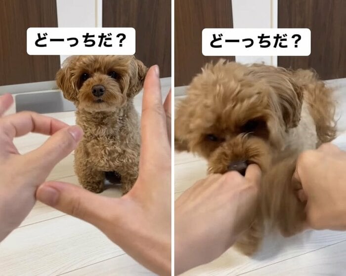 おとなしく待っていたかと思いきや…ワッ!と飛びつくチャイちゃん