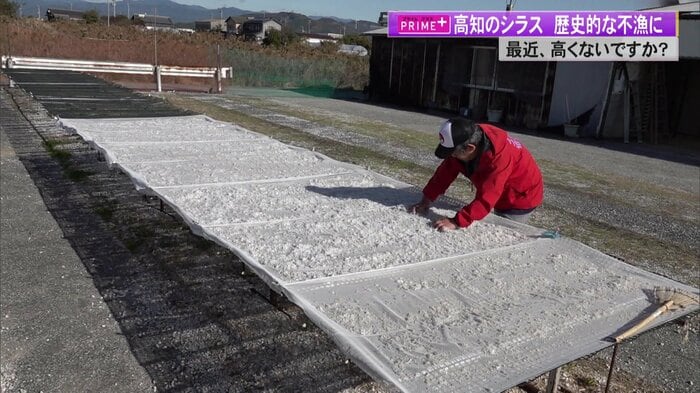 シラスの天日干しを行う土佐角弘海産の北垣社長