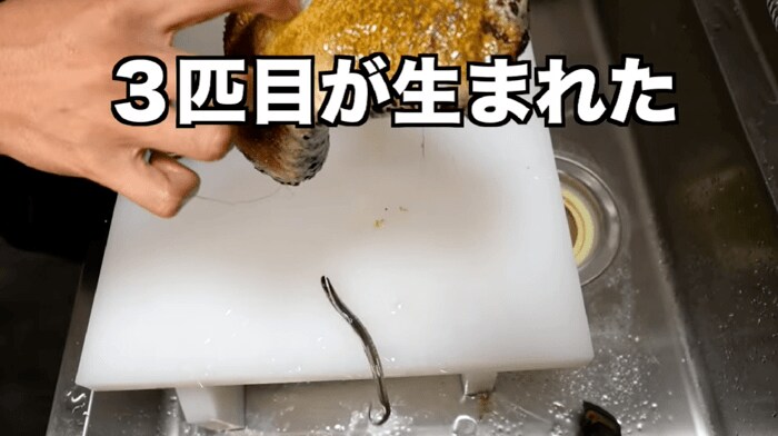(続々と姿を現すカクレウオ)