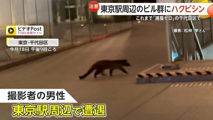 撮影者はハクビシンに午後9時ごろに東京駅周辺で遭遇した