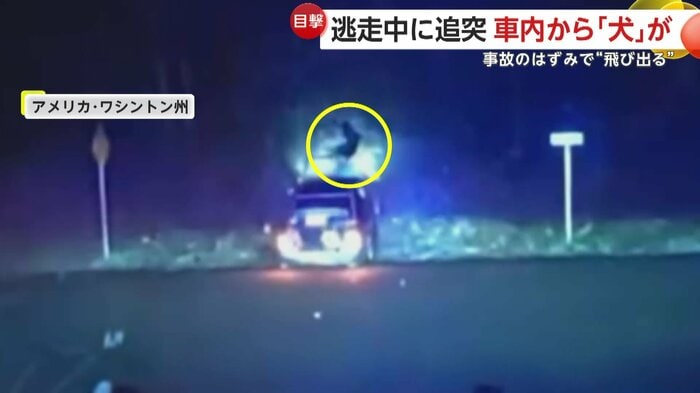 激突した車から飛び出した犬（Pierce County Sheriff's Office）