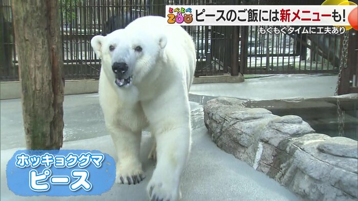 とべ動物園のアイドル!ホッキョクグマのピース