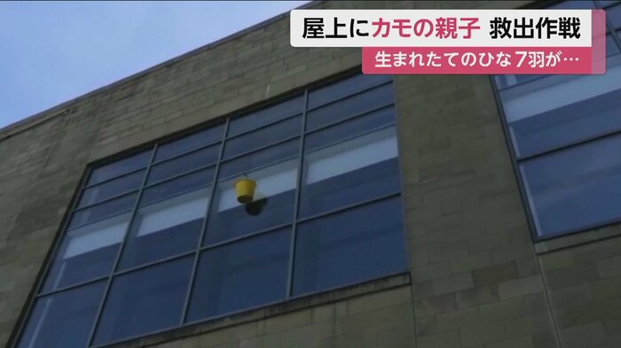 屋上から慎重に、ひながはいったバケツを降ろす
