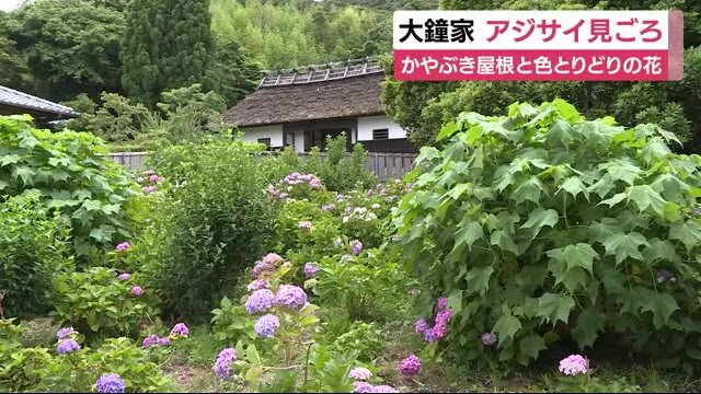 こんもり咲いた庄屋「大鐘家」の1万株アジサイ見ごろに 牧之原市