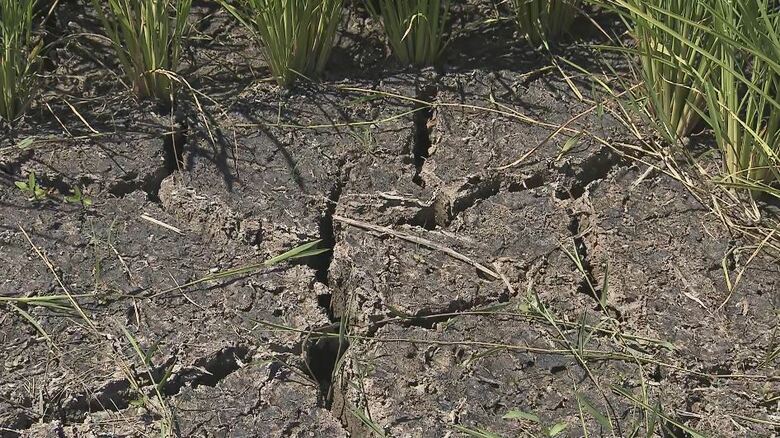 「最後に雨が降ったのは…」連日の猛暑と少雨に米農家は悲鳴　JAは自治体と協力して水の供給など対策｜FNNプライムオンライン