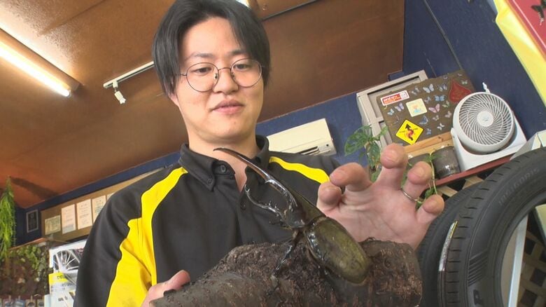 ｢夏は暇だから…｣“タイヤ店”がまるで“昆虫館”に! 約50匹のカブトムシなど展示で自由研究のヒントも!?｜FNNプライムオンライン