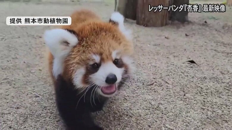 生まれて初めての“土”に驚き　熊本市動植物園のレッサーパンダの赤ちゃん・杏香　一般公開に向け練習「静かに見守って」｜FNNプライムオンライン