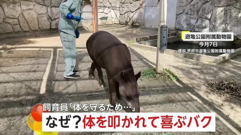 ハエたたきで叩かれて喜ぶバク！痛がるより“うっとり”リラックス！？「ハエを落とすため」ペチペチ　山梨・甲府市遊亀公園附属動物園｜FNNプライムオンライン