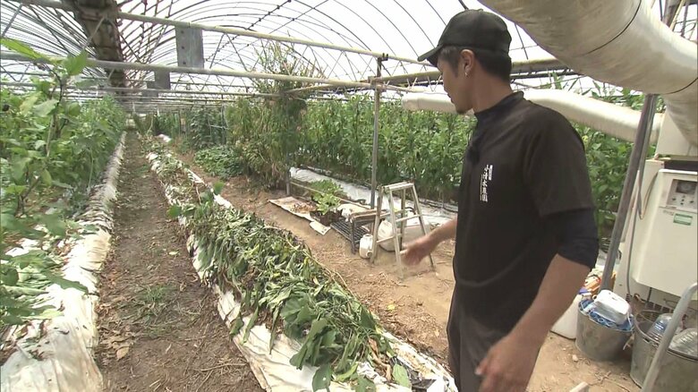 夏野菜なのに「夏の暑さに勝てん…」ナス農家が猛暑対策に四苦八苦 収量減り都市部のスーパー等では価格上昇｜FNNプライムオンライン