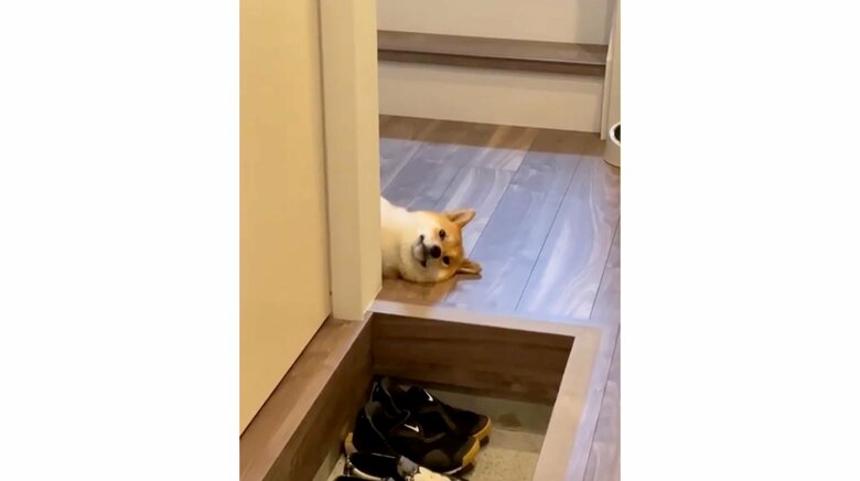 「おかえり」寝転んで微動だにしない柴犬の“塩対応”なお出迎え…いつものことなのか飼い主に聞いた｜FNNプライムオンライン