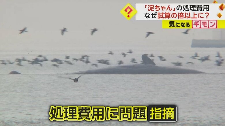 淀川で死んだクジラ「淀ちゃん」処理費用に問題　海へ沈める費用が当初試算の倍以上の約8000万円に　大阪市｜FNNプライムオンライン