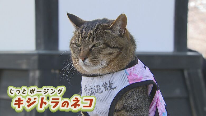 人だかりの中心には…キジトラのネコ