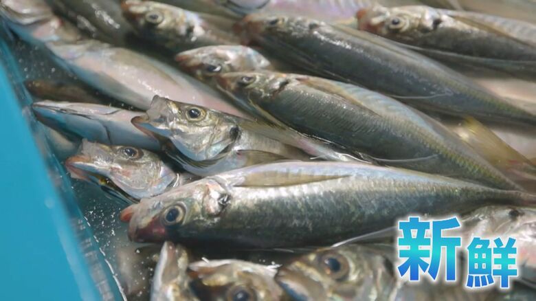 長崎・松浦産の新鮮なアジ