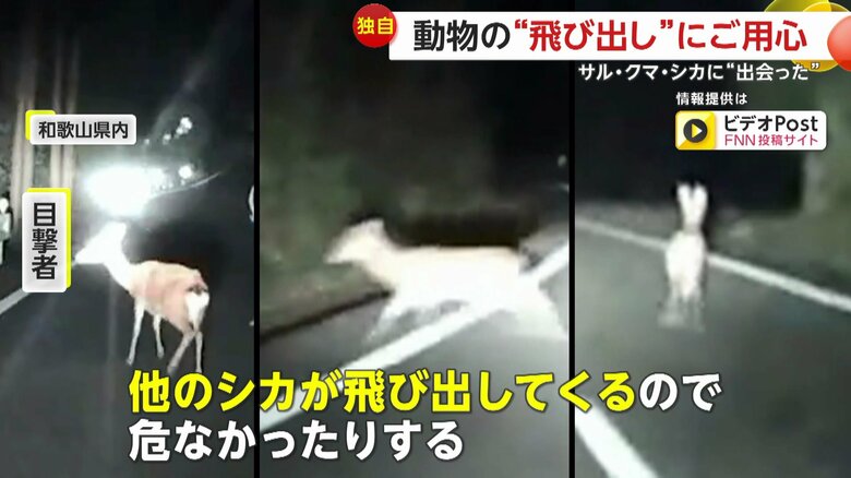 和歌山県では運転中に立て続けに3匹のシカに遭遇