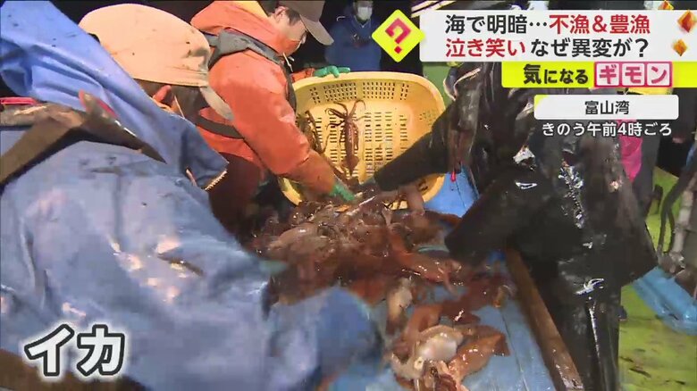 たくさん水揚げされたイカ（富山湾・1日）