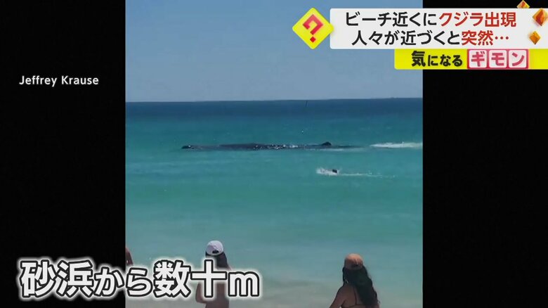 砂浜からわずか数十メートルの距離に現れたクジラ