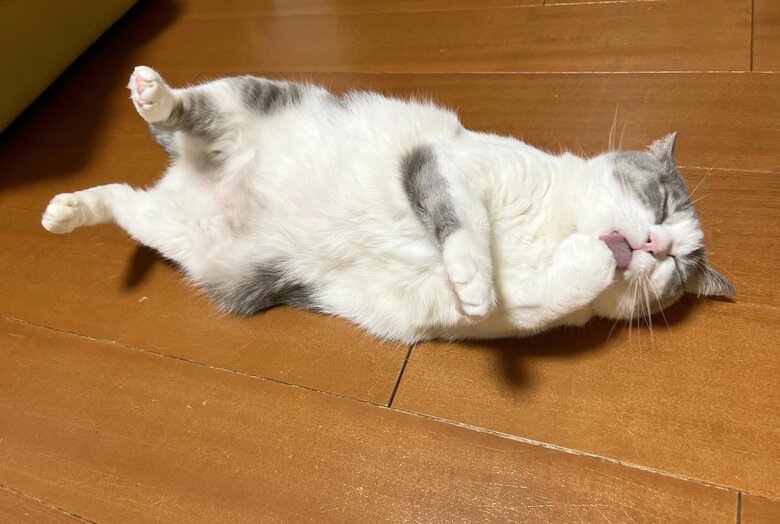 提供：いずもん/まろ様さん