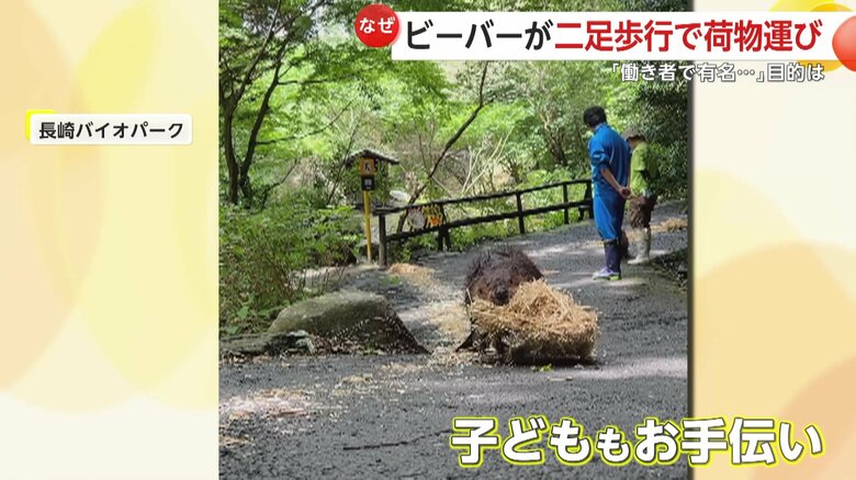 資材を運ぶお手伝いをする赤ちゃんビーバー（映像提供：長崎バイオパーク）