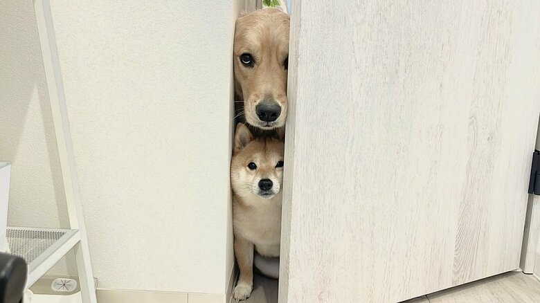 隙間からひょっこり