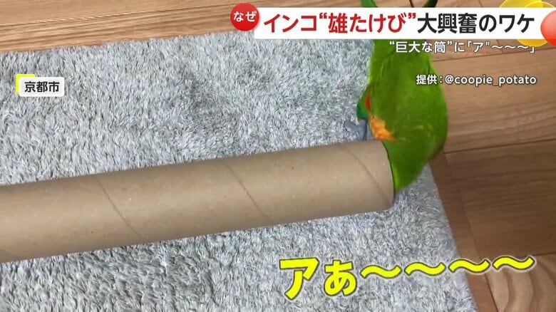 雄叫びを上げながら筒を覗くクーピーくん