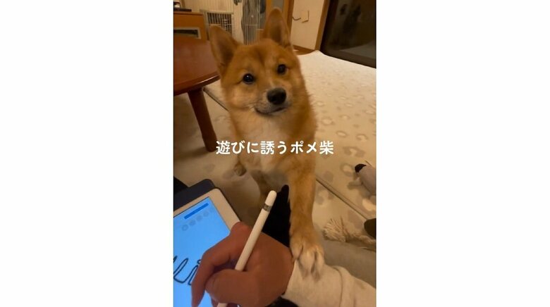 遊びに誘ってくることもあるそう　少し控えめなお誘い