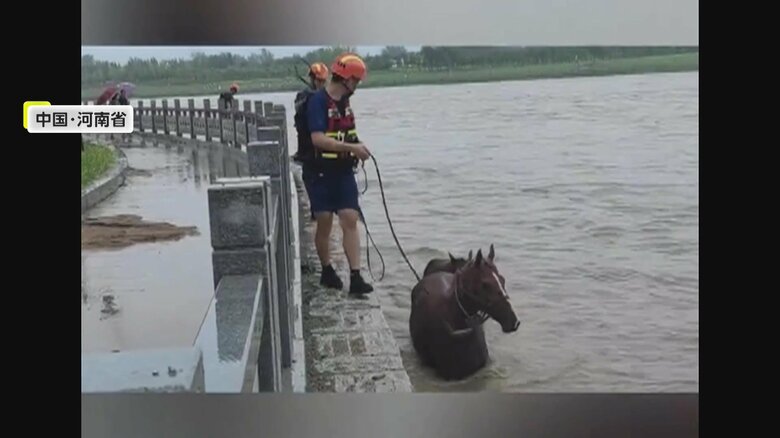 大人の馬を手綱で誘導する様子（中国SNSより）