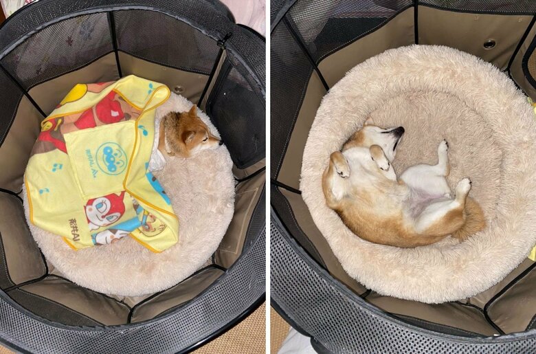 自分のサークルでくつろぐむぎちゃん（提供：shiba_mugi_さん）