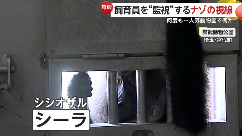 監視していたのはシーラくん