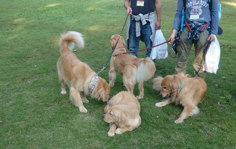 中央でうずくまっているのがあきさんの愛犬