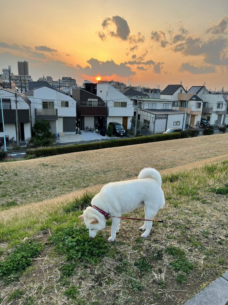 夕散歩