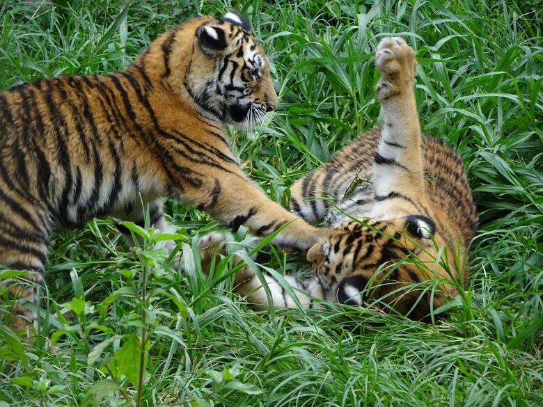 （提供：浜松市動物園）