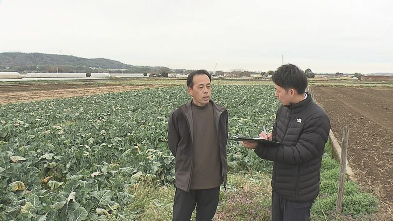 少雨はブロッコリーの生育にも影響