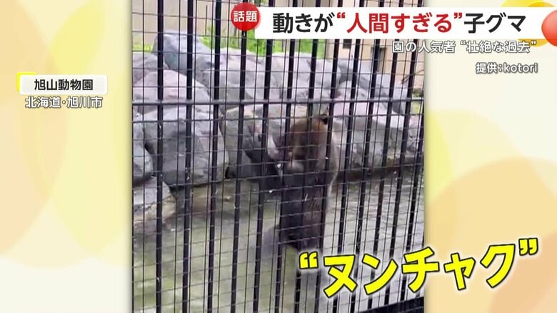 木を回して遊ぶすなすけ