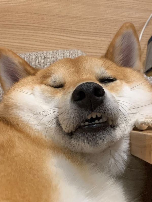 普段はソファでぐっすり（提供：柴犬 しんさん）