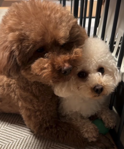 提供：Leo トイプードルさん