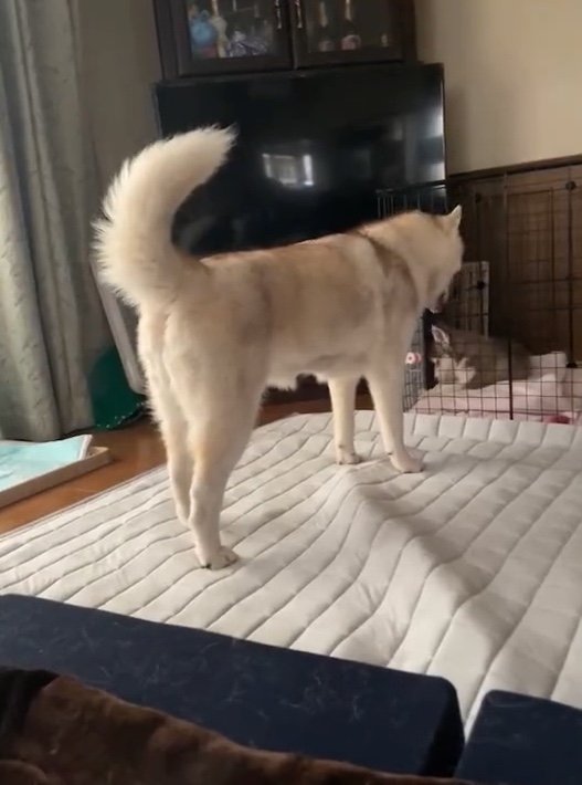 提供：ココとイチのままちゃん