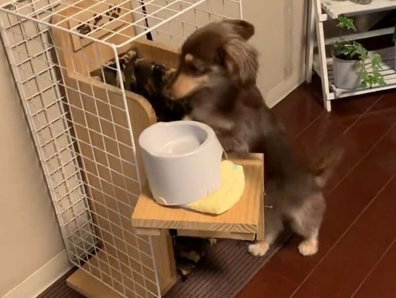 前足で器用に押し、開けると…