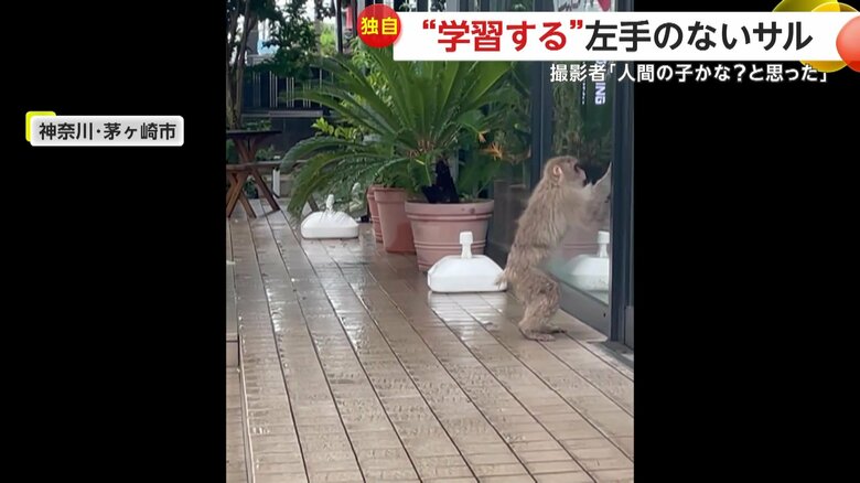 まるで人間のようにお腹をかいていたサル