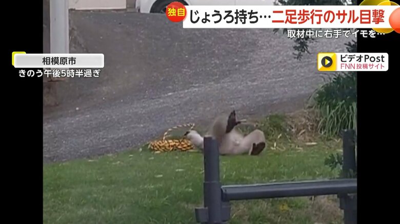 左手のないサルが芝生でロープを使って遊ぶ様子⑤
