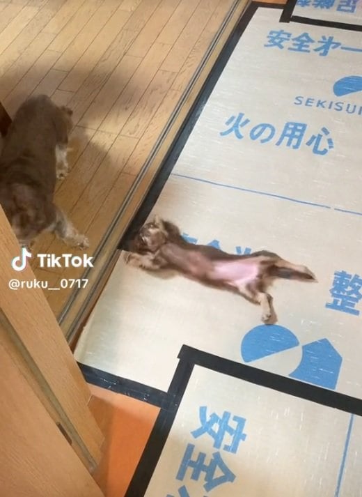 画面左にたたずむリアくん、“へそ天”するルクちゃん