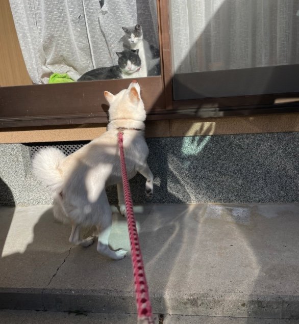 散歩に行くさくらちゃん（提供：連呼 cubnushi all-starさん）