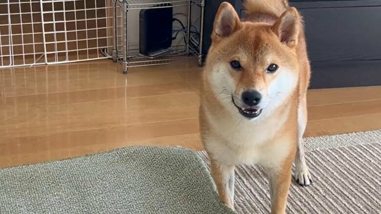 飼い主さんから注意されたむぎまるくん。この表情である