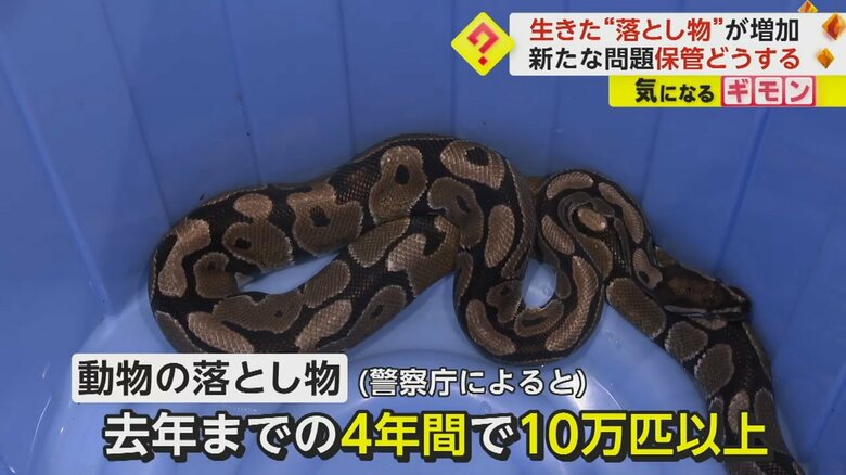 落とし物として届けられたニシキヘビ