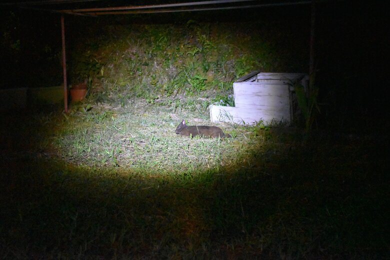 画像提供　森と海の藝術楽校