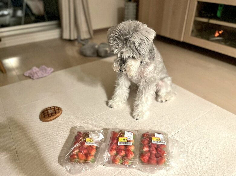 イチゴを前にして