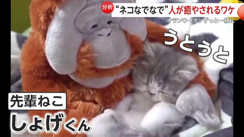 うとうとするしょげくん