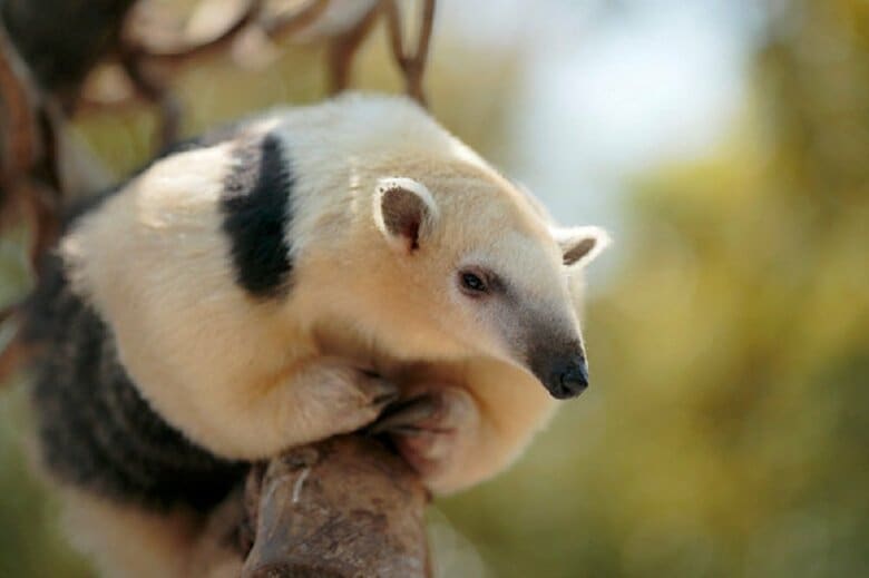 イフちゃん（提供：伊豆アニマルキングダム）