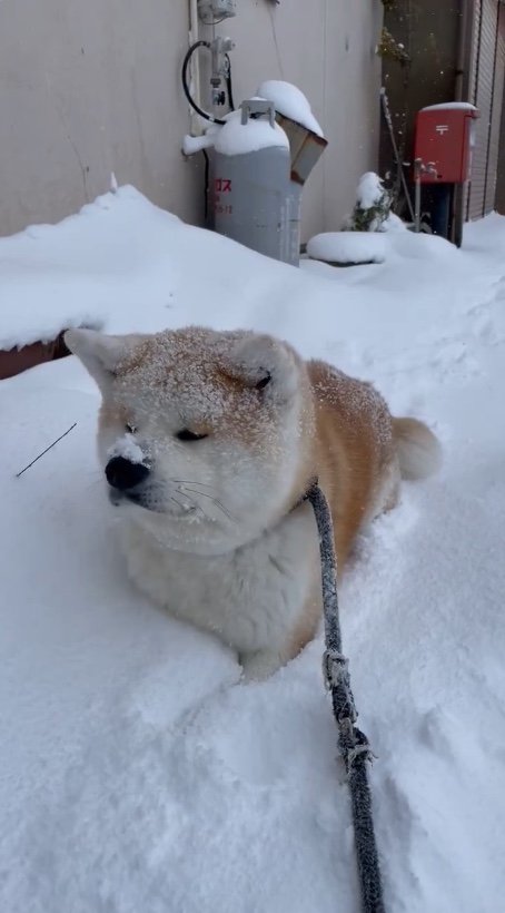 提供：秋田犬 五元(イモト)さん