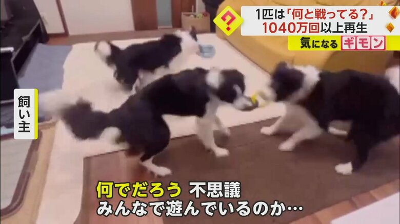 1つのリングを取り合う2匹と、その様子を見る1匹